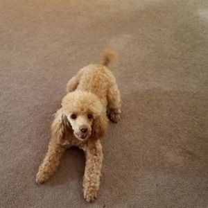 Meet your Posher, Cindy